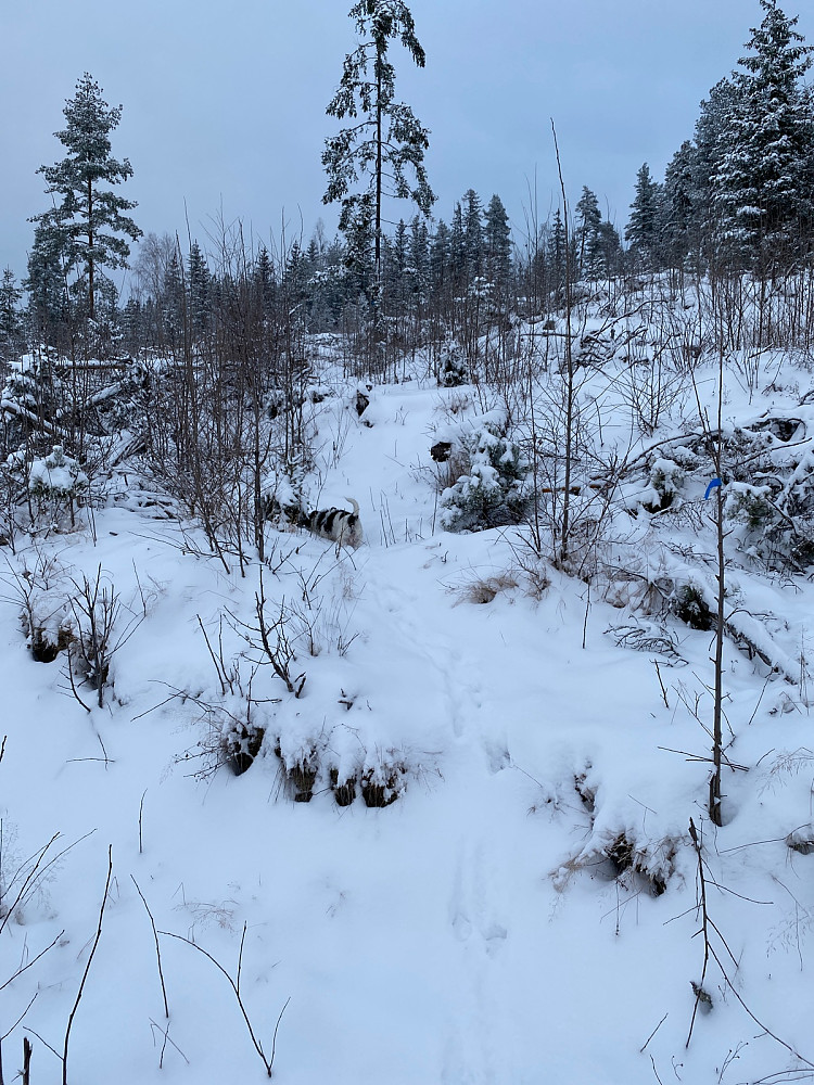 Ingen gått her etter at snøen kom…