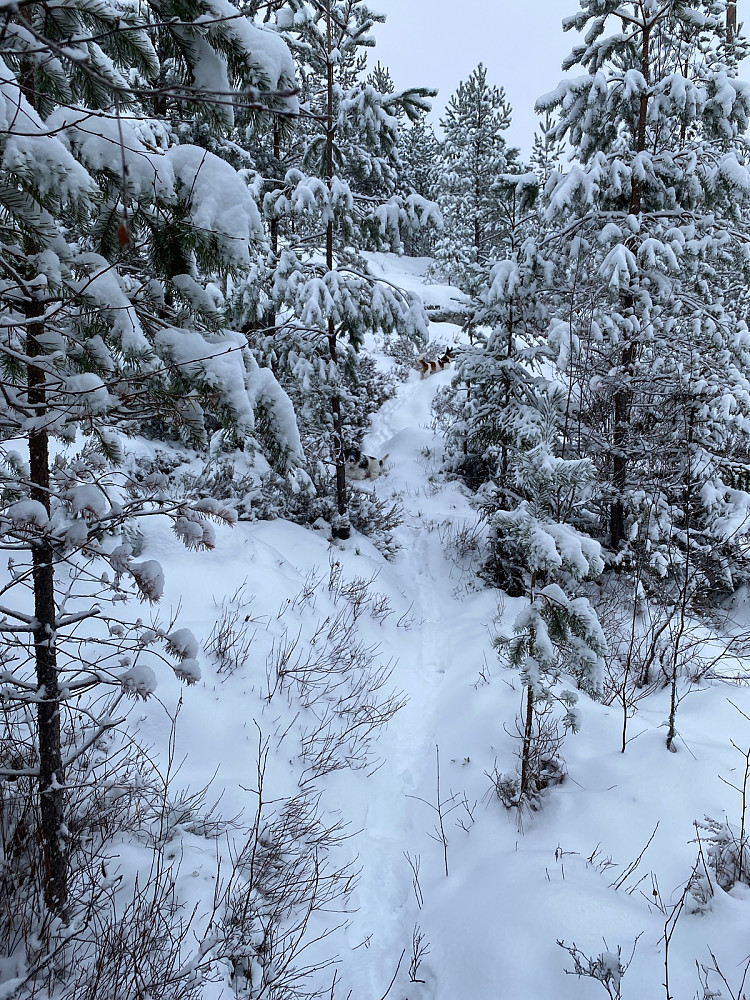 Vakkert med nysnøen og lett å følge blåmerket sti