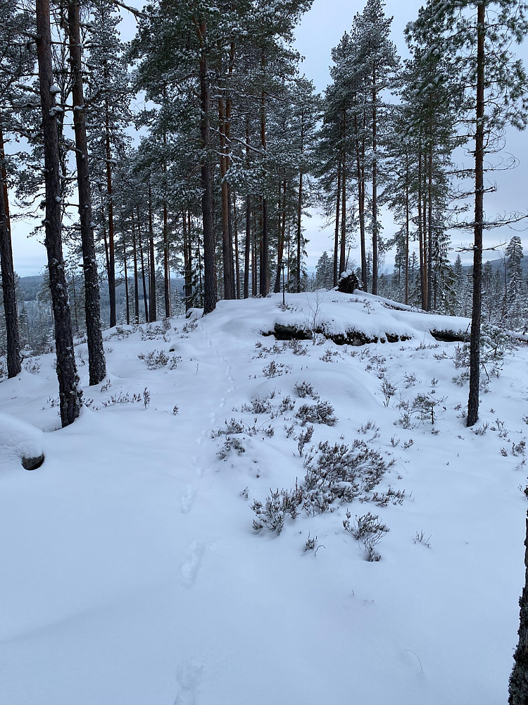 Aulihøgda