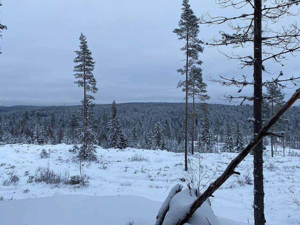 Mot Vindmyrhøgda fra Aulihøgda