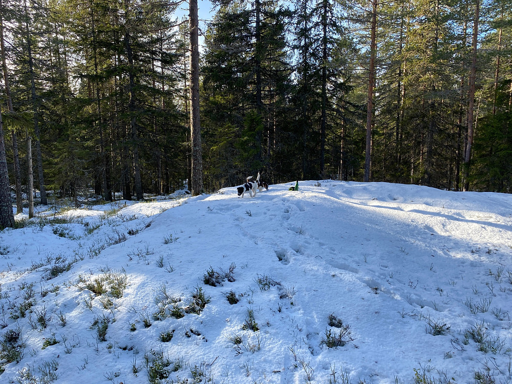 Steintjernhøgdene Øst, dagens høyeste. Nes pf 20 nr 82/100. Tungt i snøen opp hit siste 5-600 m