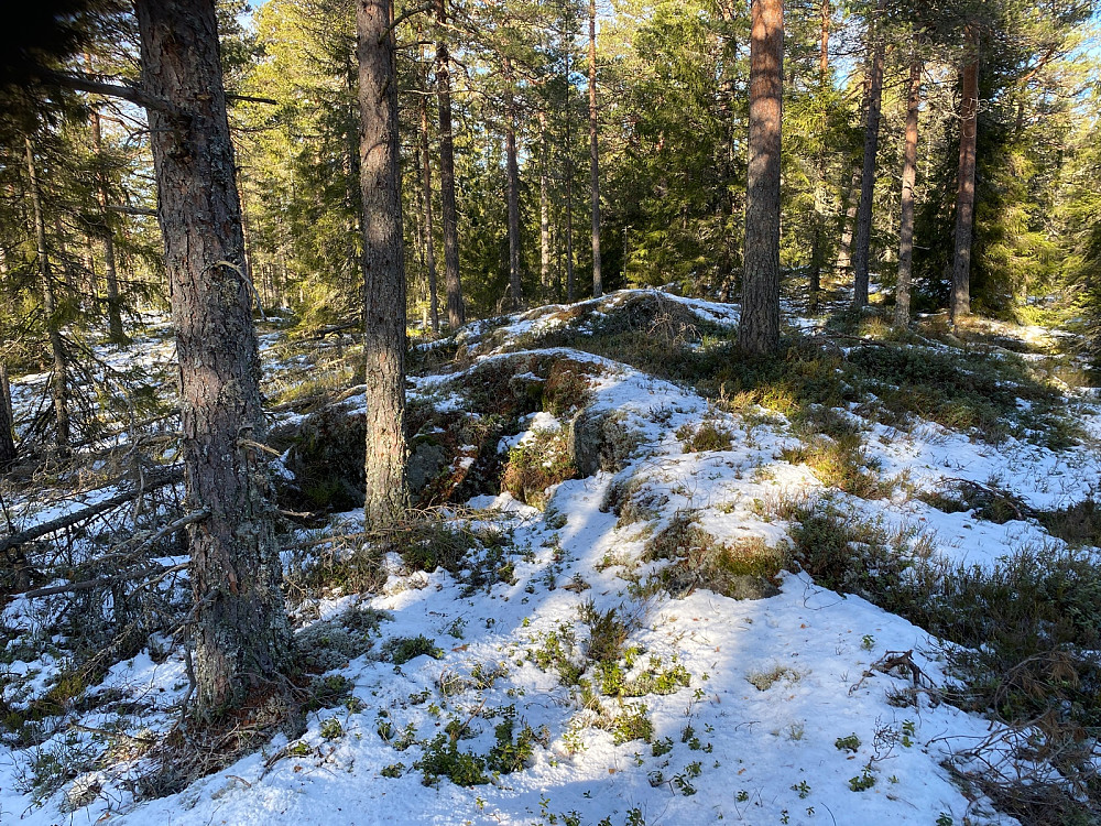 Toppunktet på Steintjennhøgdene Vest. 93/100