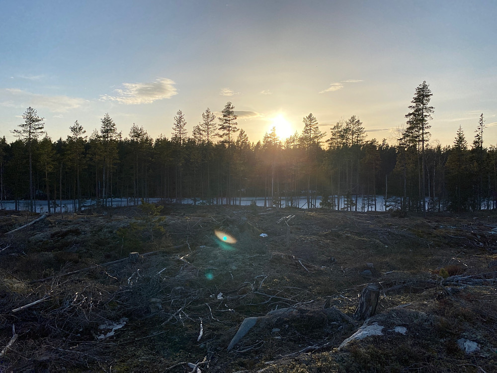 Tretjenna og straks solnedgang.