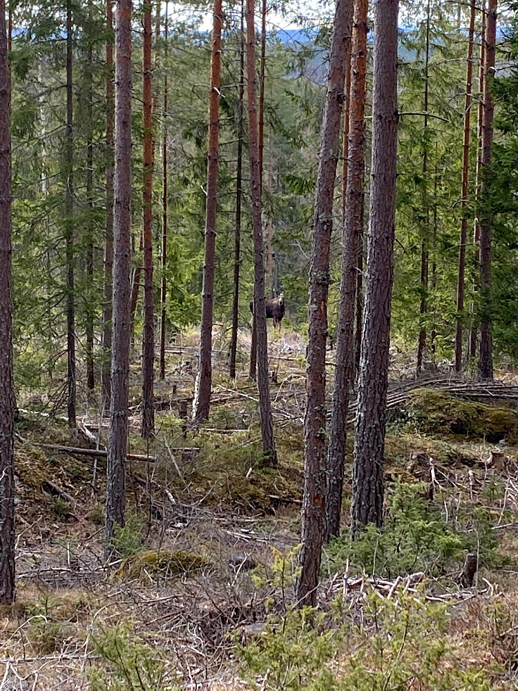 Nysgjerrig skogens konge på vei opp mot Eievarden