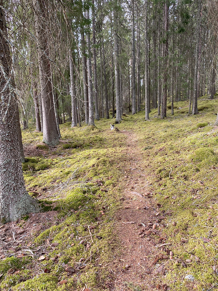 Lettgått og vakkert nedover Slemdalen.
