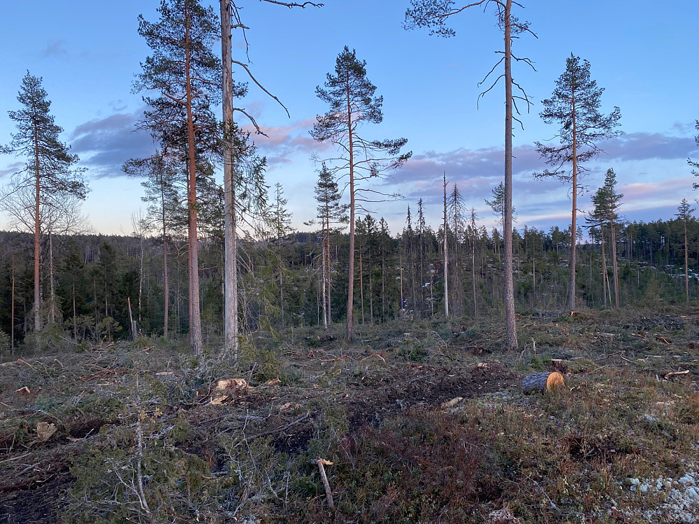 Mot Rånåsen Sør fra stidelet på ryggen mot Rånåsen