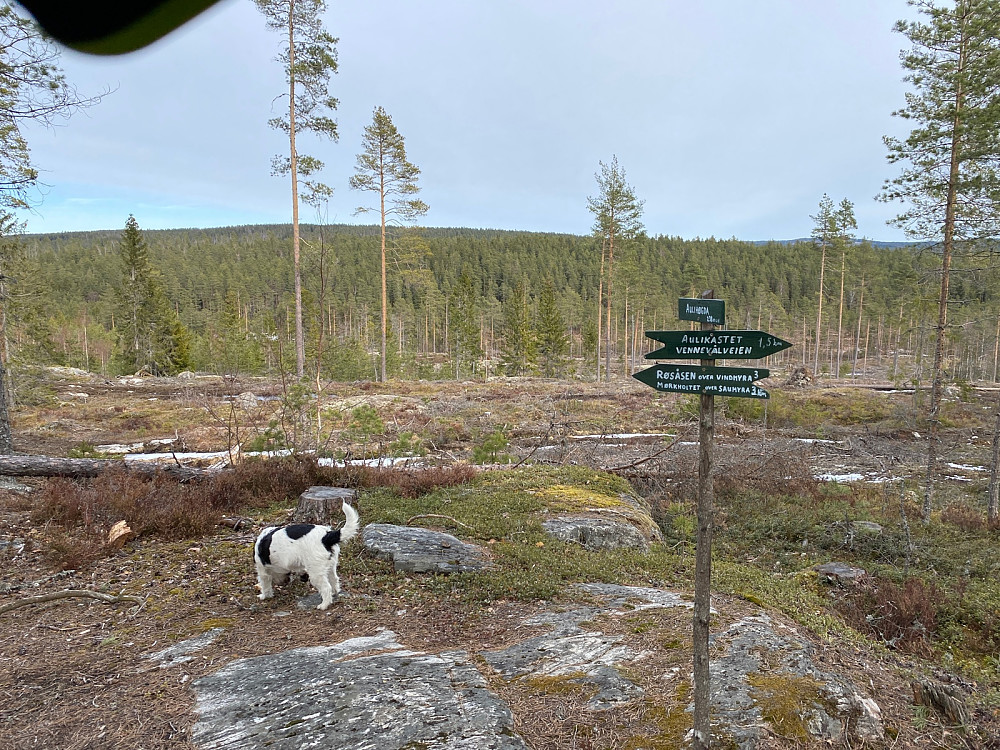 Toppen av Aulihøgda mot Vindmyrhøgda