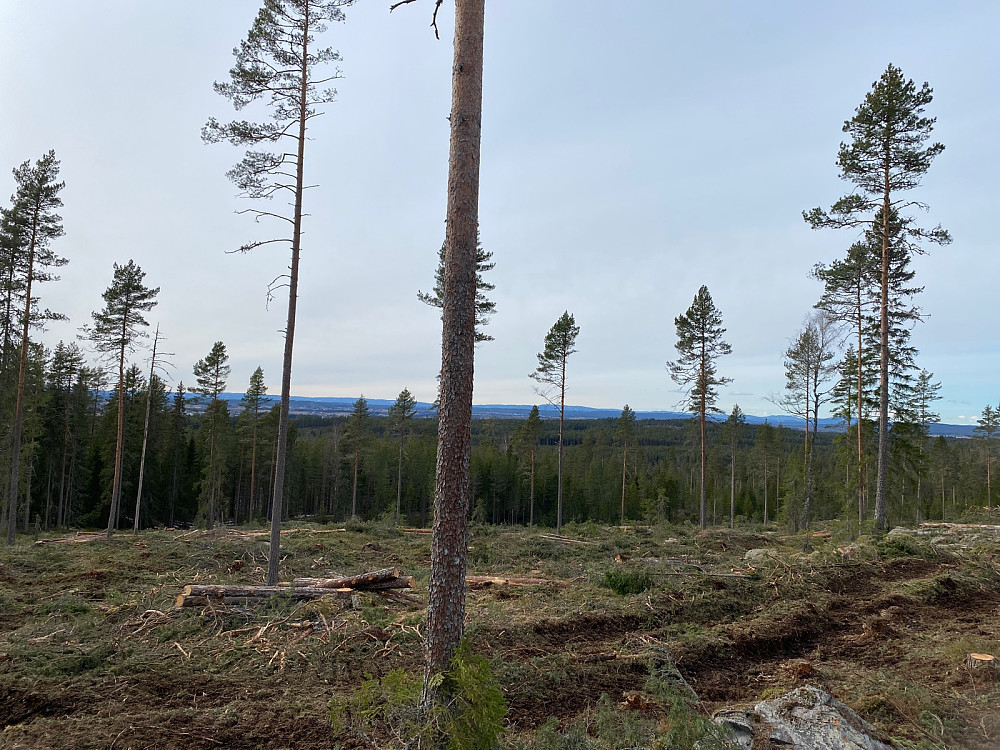 Grei utsikt fra Vindmyrhøgda også etter hogging.