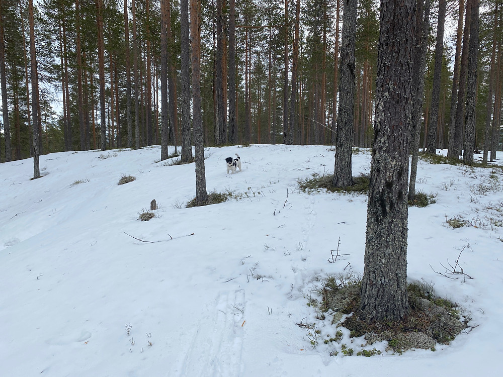 Nordhue 555 moh. 1 av 4