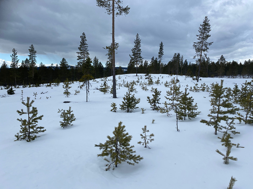 Korshøgda 588 moh, 3 av 4