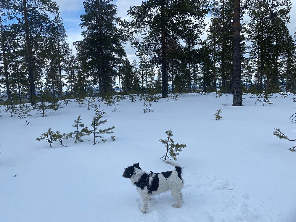 Jøssåsen. Dagens siste og høyeste.