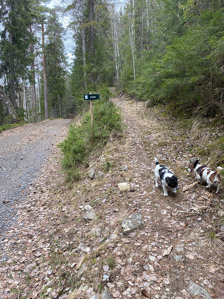 Tok av stien etter ca 300 m