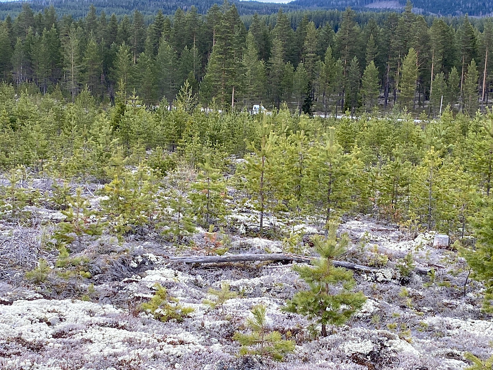 Mot bilen fra toppen, 270 meter