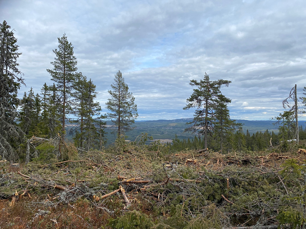 Begrenset utsikt fra toppen , men her østover på Ulvåsen og Nupberget som er senere mål.
