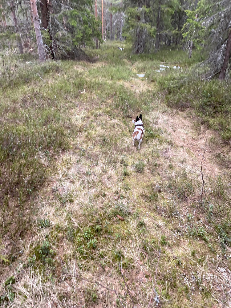 Fant en gammel lysning som var lettgått og triveligere enn i sporene til hogstnaskinen