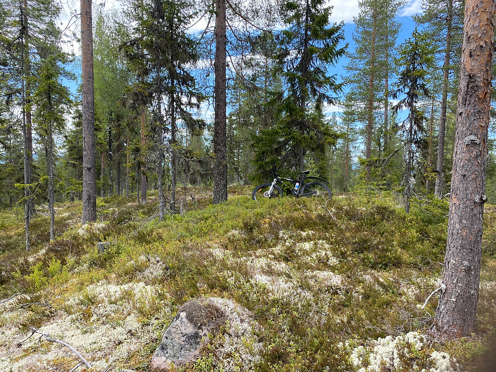 Skjæråsen, skogstopp