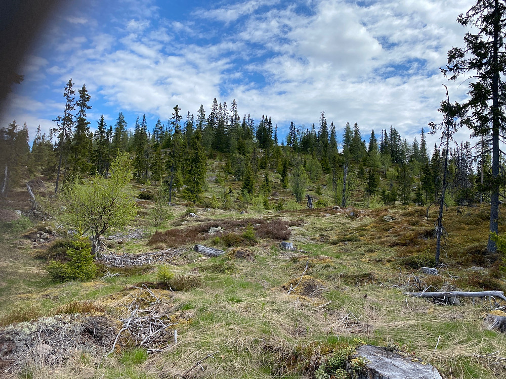 Parkerte sykkelen ved veien og ruslet opp til  toppen av Rognåsen