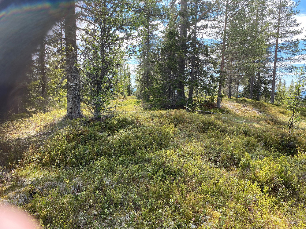 Toppunktet på Rognåsen, ny skogstopp, men utsikt fra sørenden av åsen.