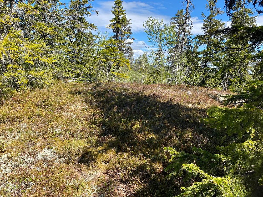Ny skogstopp, Nordøst for Bruråsen