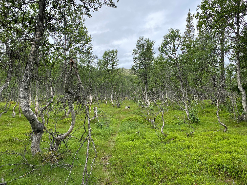 Vakker bjørkeskog på vei mot Nubben. Mille syns det går litt treigt...