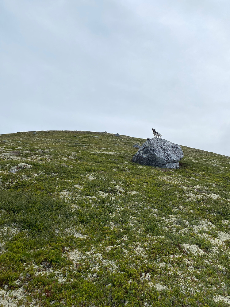 Mille må opp på enhver stein og syns vi går sakte oppover mot ryggen.