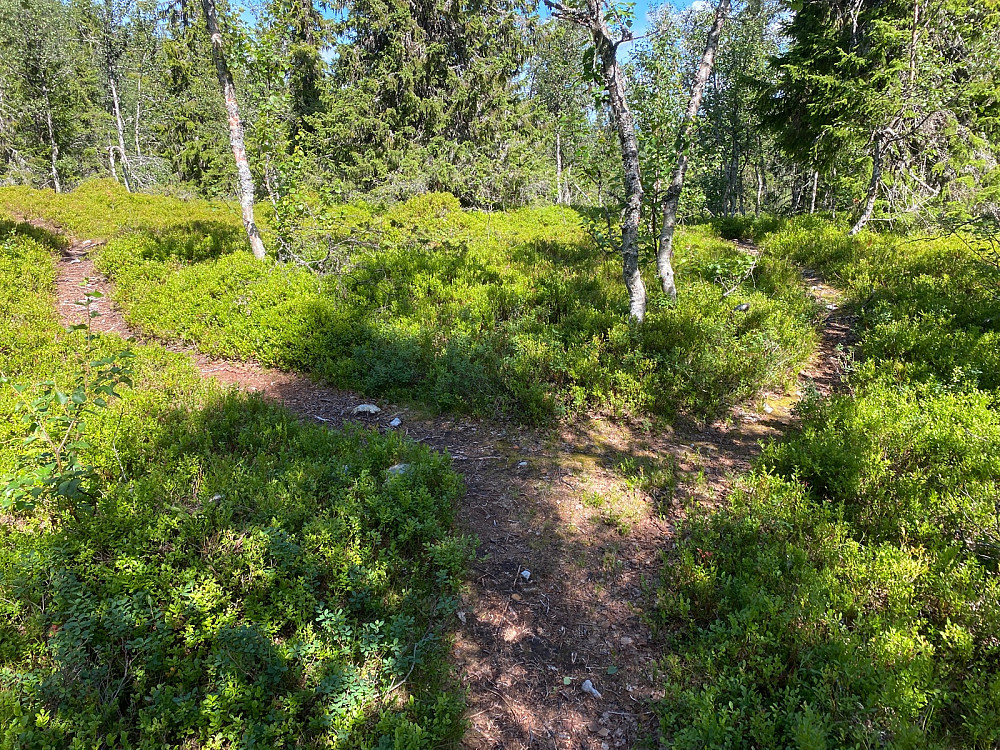 Stidele på ca 810 moh. Er skiltet til Byringen.