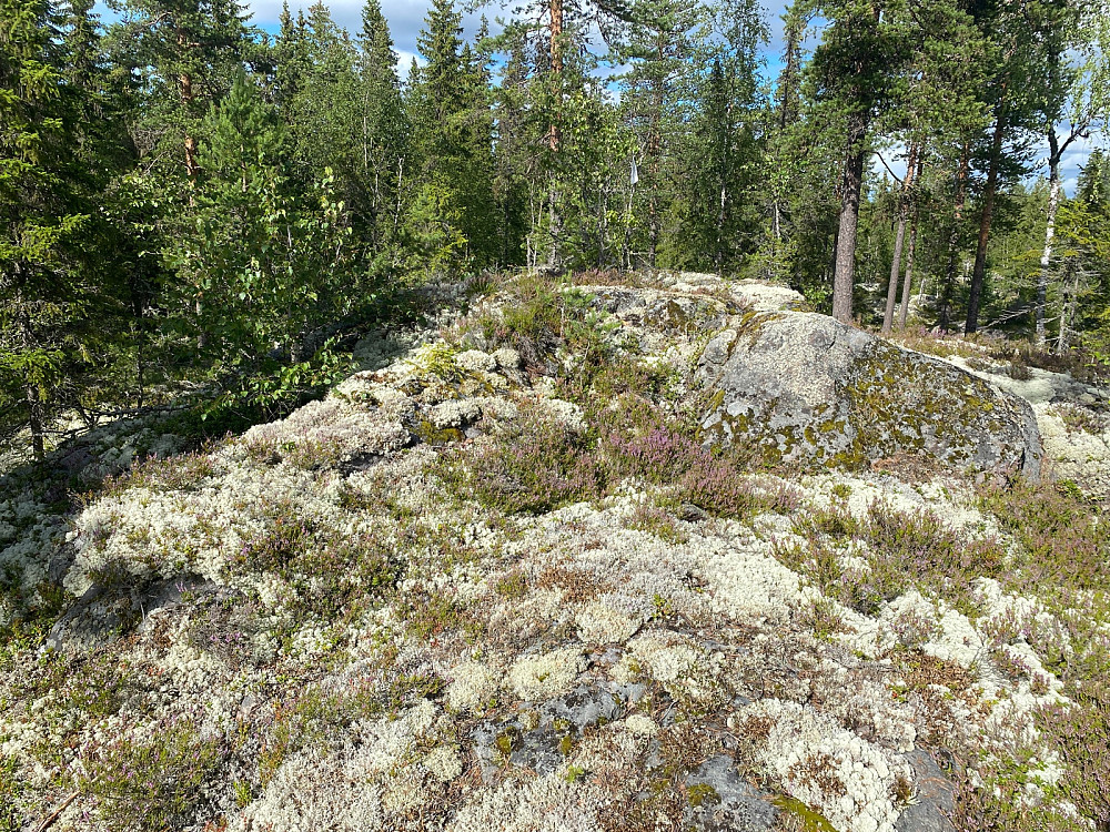 Nord for Søndre Risskogkoia