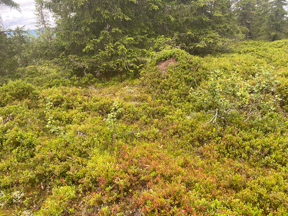 Østre Yglekletten