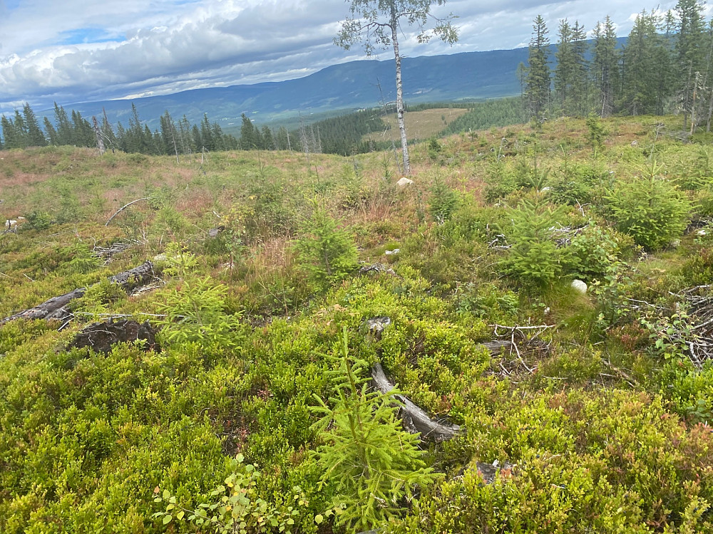 Litt utsikt østover mot Granåsen og Oskjølen