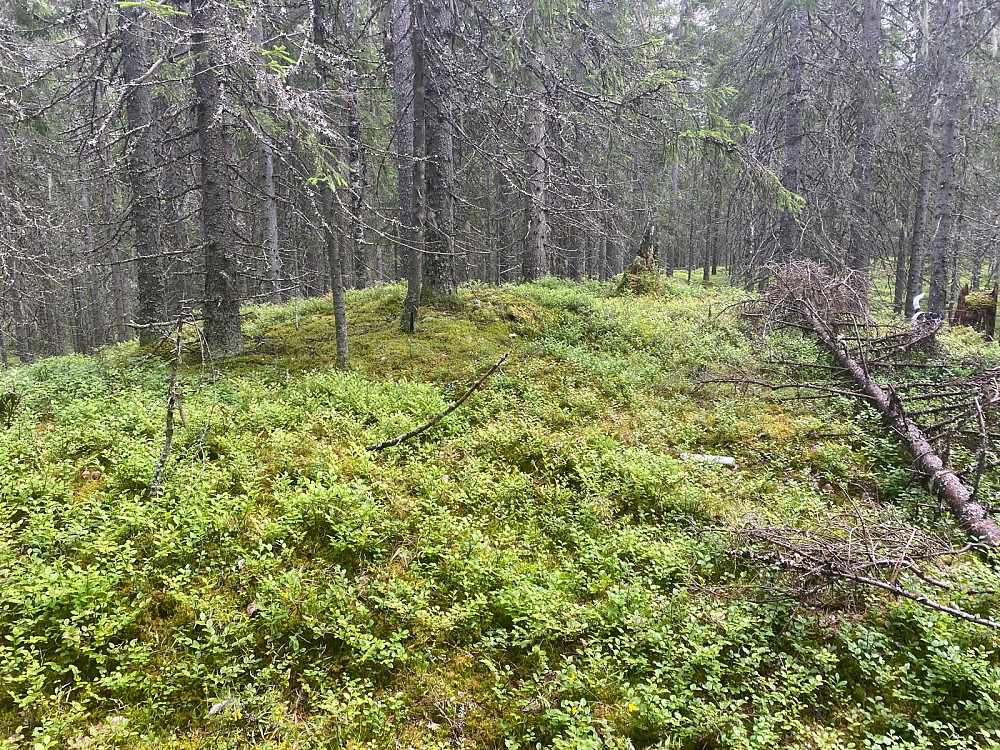 Løvåsen
