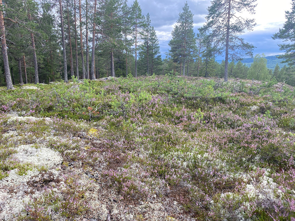 Toppunktet. Utsikt  mot Yglekletten nordøstover