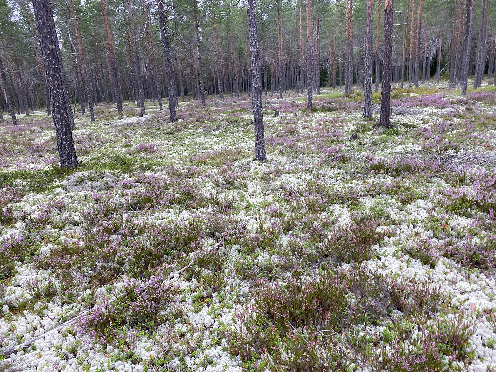 Helt flatt for det menneskelige øyet