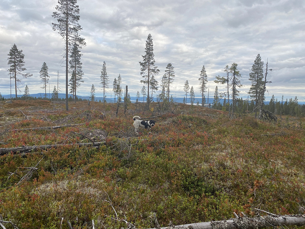 Sørvest for Bruråsen, pf 11, med fin utsikt mot Osensjøen
