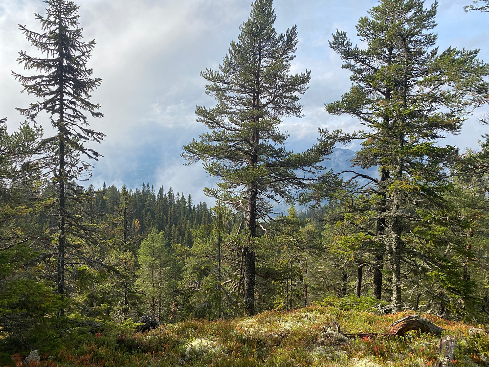 Vestover mot Østerdalen