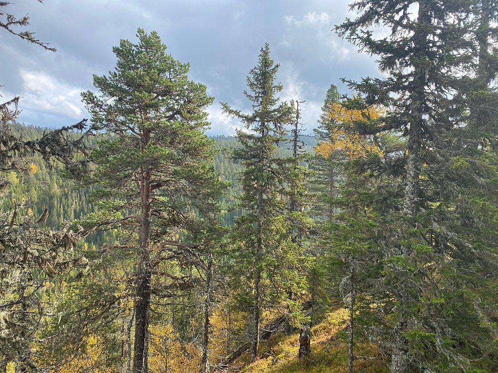 Svartåsen mot sørøst