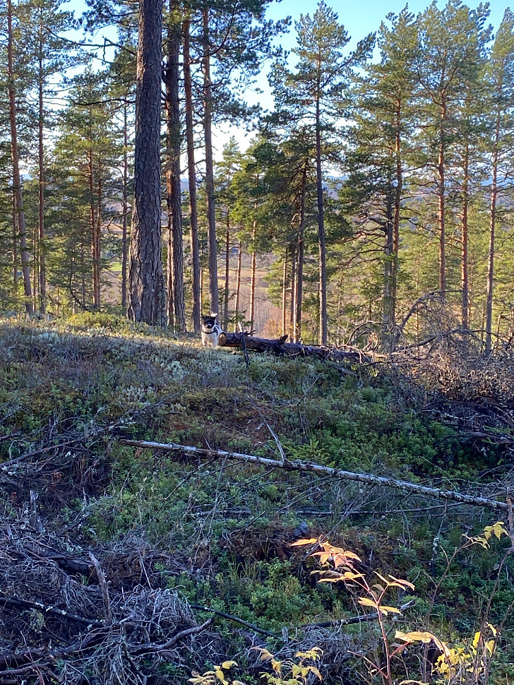 Veldig fornøyd Mille som fyker rundt i lyngen.