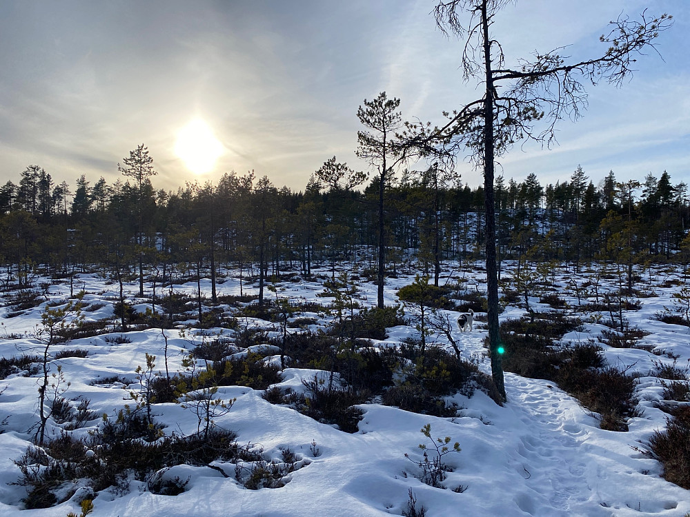 Fra Gørrtjennmåsan mot Aulihøgda