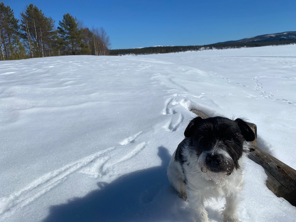 Fra nordenden av Osensjøen mot Trysilfjellet