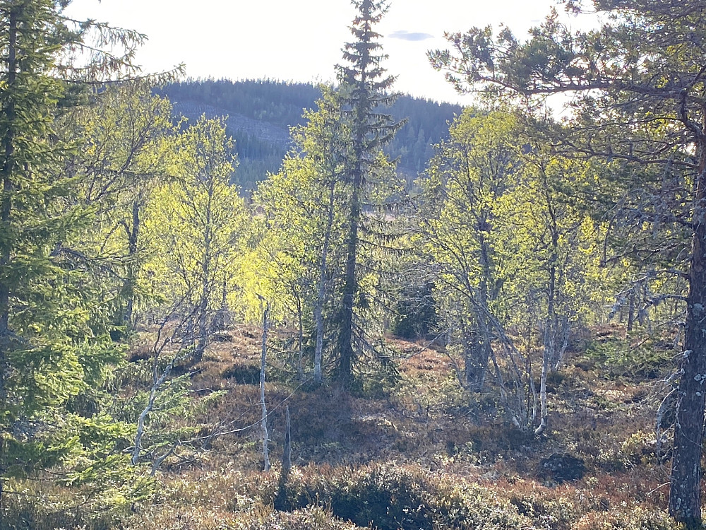 Fra Nordtoppen mot Bjørnåsen.