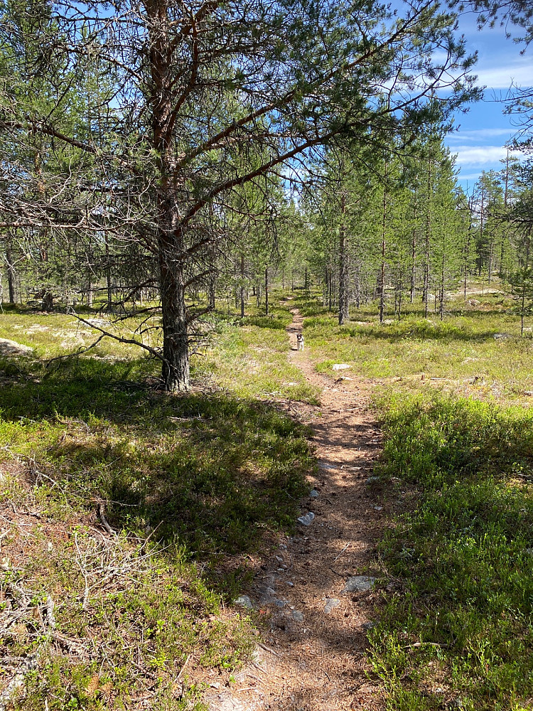 Vakkert og lettgått i furuskogen i starten