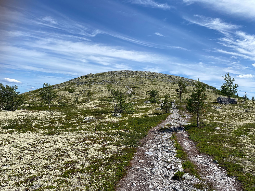Over tregrensa etter 3,5 km på 910 moh. Toppen rett frem
