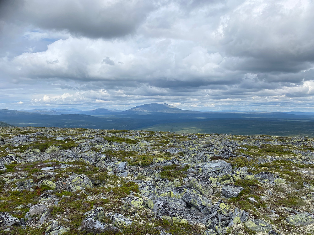Sølen må alltid med fra toppene i Hedmark