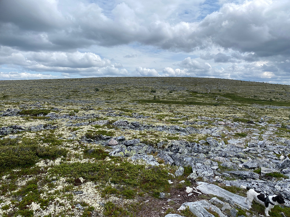 Mot toppen(Sørtoppen)