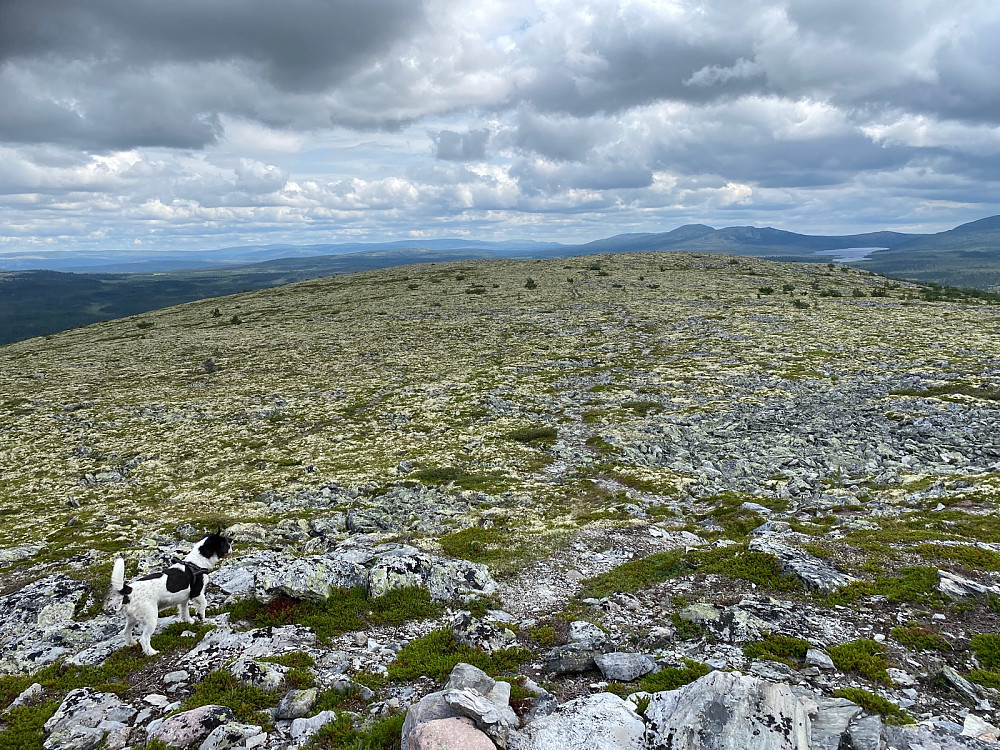 Sørover fra Vardebua