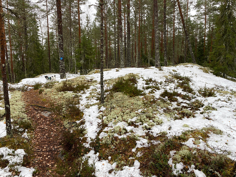 Mordermyråsen
