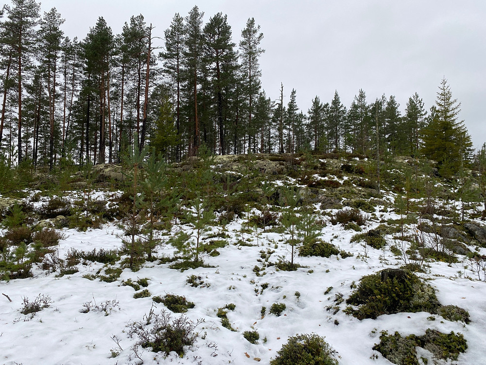 Mot Vangmyrahøgda