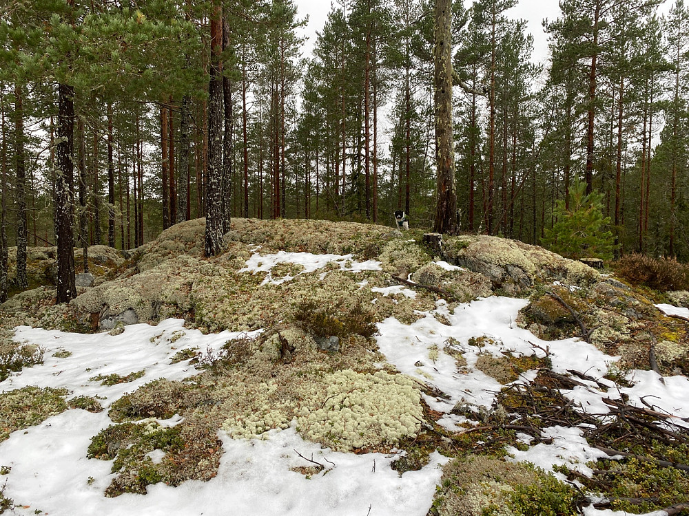 Vangmyrahøgda toppunktet