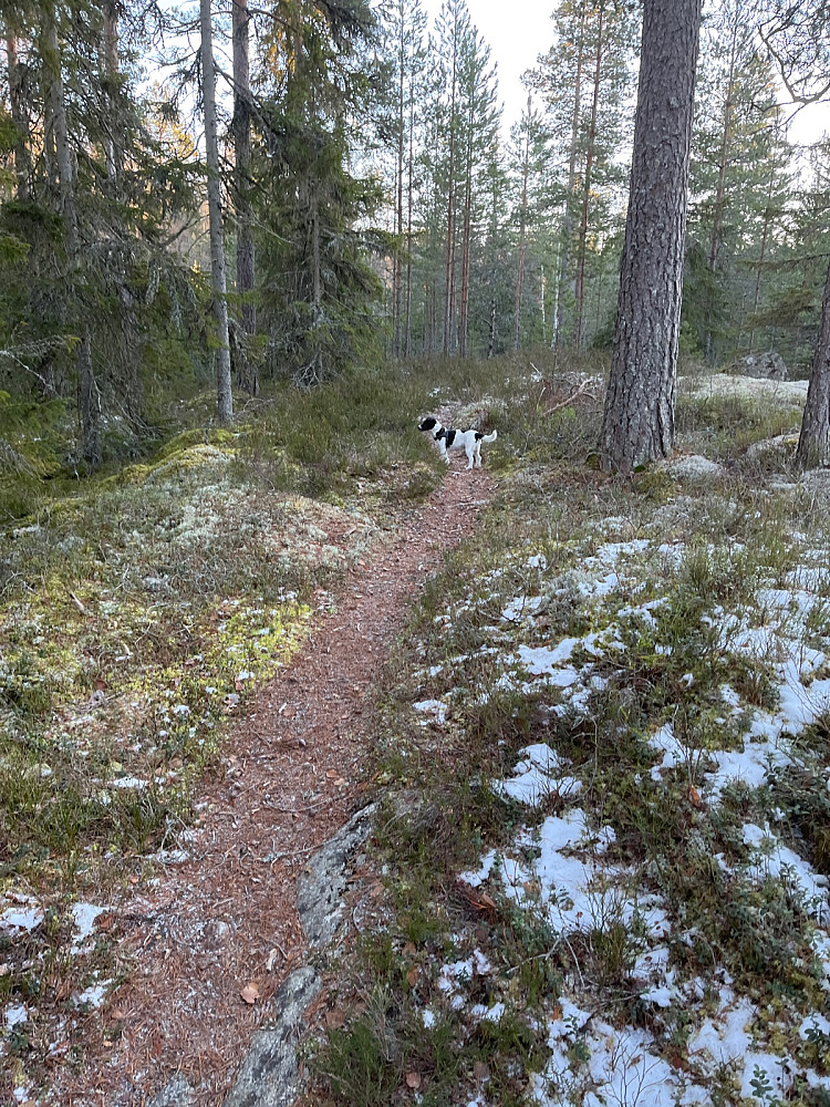 Barfrost er fint