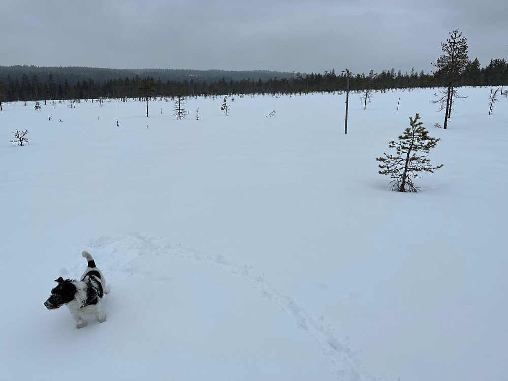 Fint over myrene en liten omvei til bilen