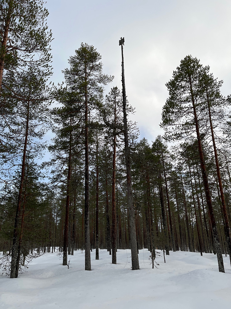 Gamle stolpen som markerer trekanten på kartet